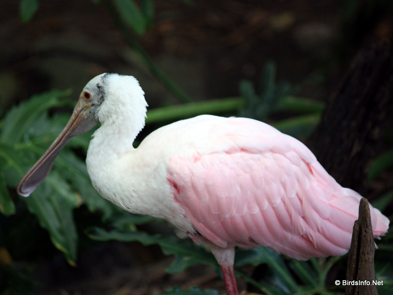 Roseate Spoonbill